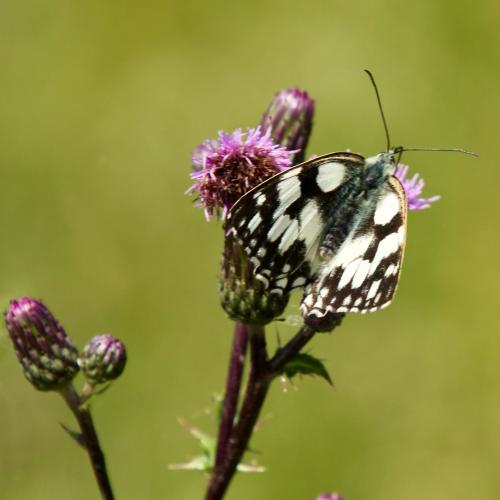 Melanargia galathea